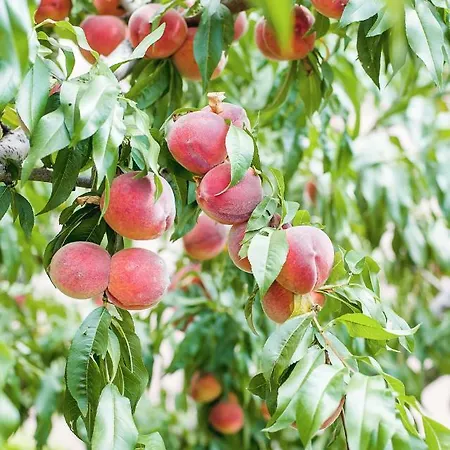 Family Vega 3* Sankt Konstantin & Helena