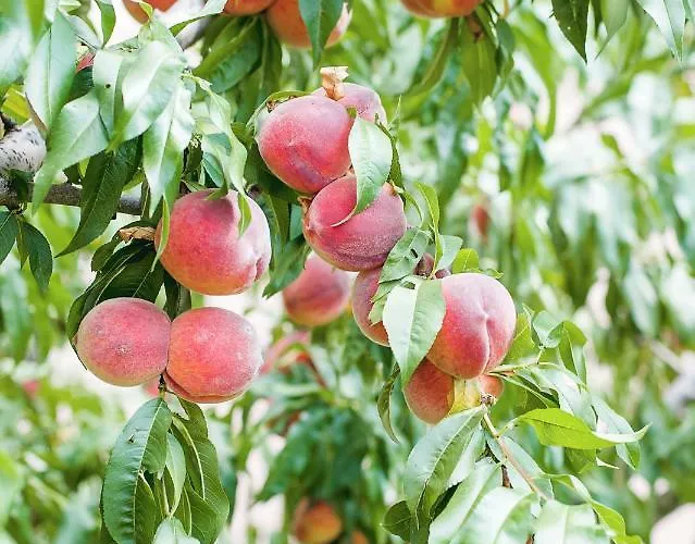 Family Vega 3* Святые Константин и Елена